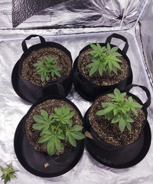 Конопля ростом 20 см на 4 неделе выращивания