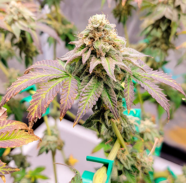 Фиолетовый оттенок листвы Куст Crescendo RBX1 на 15-16 неделе