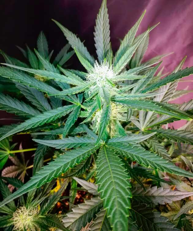 Конопля на пятой неделе роста