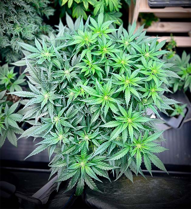 Куст Cherry Cola Auto от FastBuds на стадии цветения