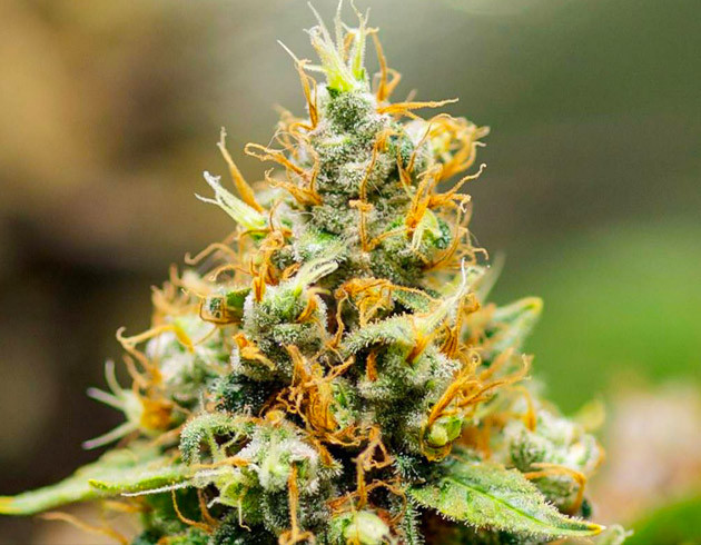 Шишка конопли с оранжевыми стигмами