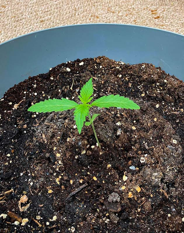 Пасмурная погода и подкормка в грунте Росток Guava Auto от FastBuds на 1 неделе выращивания