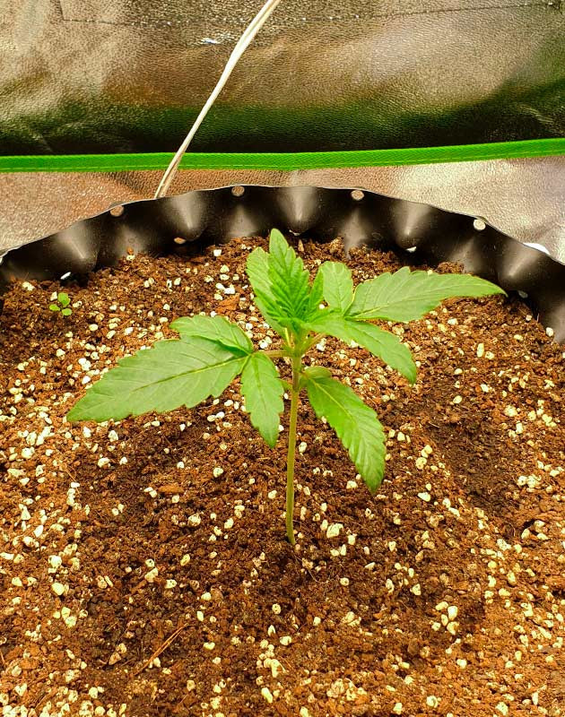 Росток после проращивания Wedding Cake Auto Росток сорта конопли Wedding Cake Auto