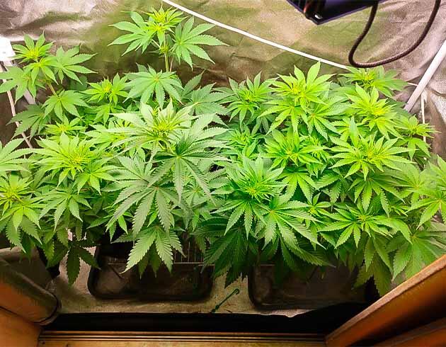 Кусты Black Widow от сидбанка Семяныч на 7 неделе