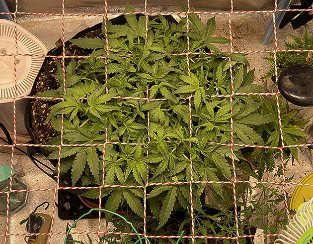 Пятая неделя вегетации Куст конопли прорастающий сквозь сетку