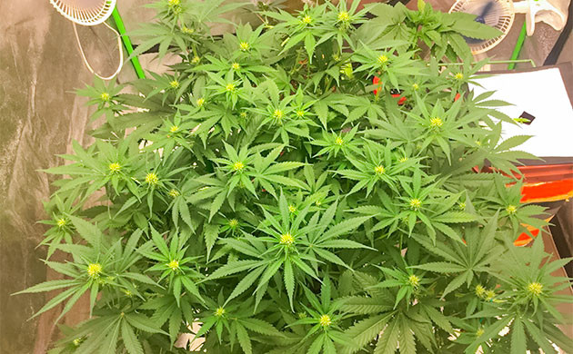 выращивание сорта конопли Critical Kush