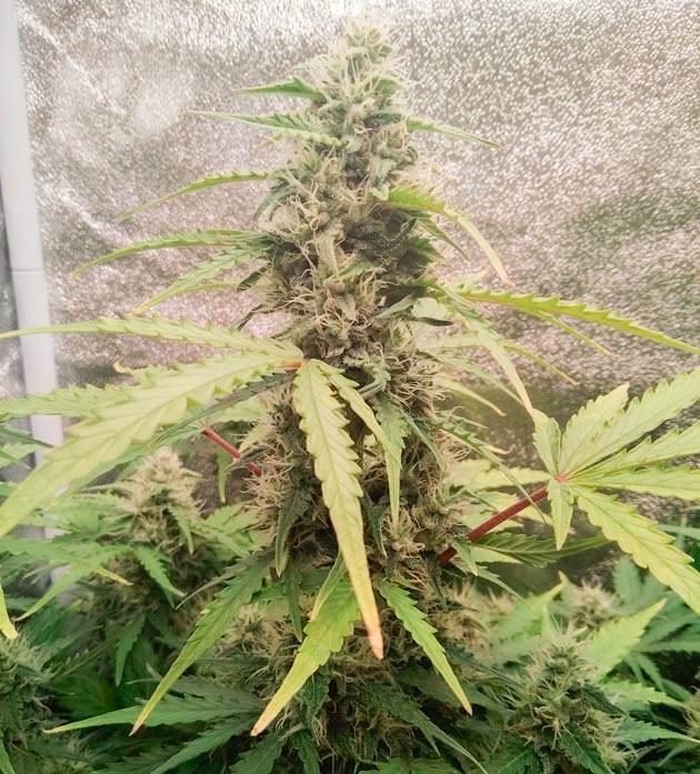 Организовал жесткую дефолиацию Рыхлые соцветия конопли