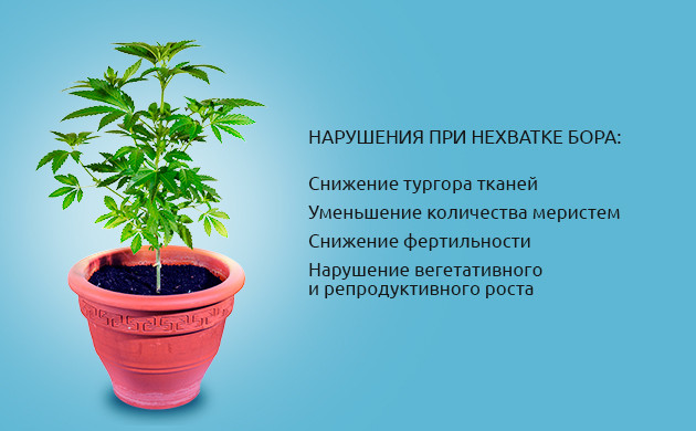 Последствия недостатка бора у конопли