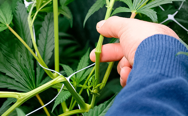 Тренировка суперкроппинг для конопли