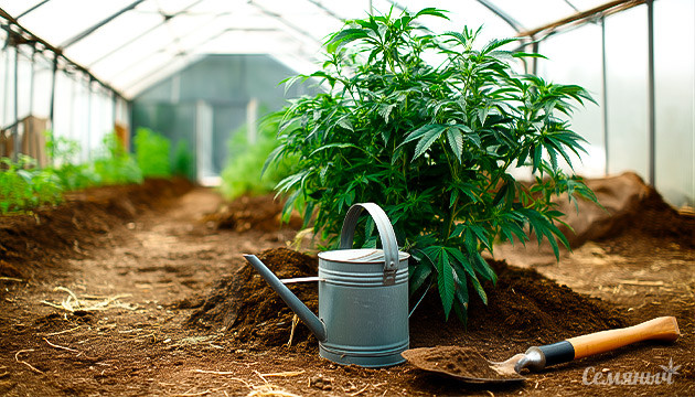 Влияние условий выращивания на аромат и вкус шишек