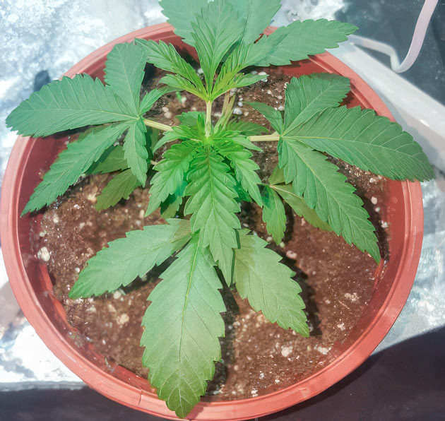 Конопля на 3 неделе выращивания