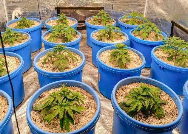 Восстановление после тренировок Кусты Mimosa X Orange Punch от Barney's Farm на 4 неделе