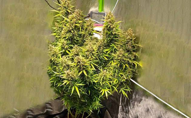 Соцветие Auto Lemon Kix на 10-11 неделе выращивания