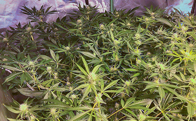 Обнаружение различия по фенотипам у сорта Кусты на 10 неделе выращивания