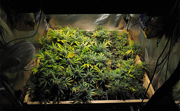 Новые удобрения для Sapphire OG Sapphire OG: заметный слой трихом после новых удобрений