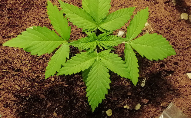 Росток на второй неделе выращивания Развитие трех пар листьев