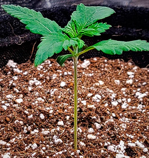 Gorilla Zkittlez Auto дневник по выращиванию Гроурепорт сорта Gorilla Zkittlez Auto