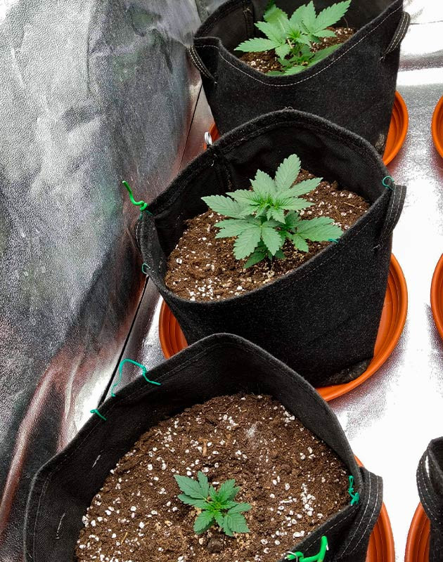 Рост марихуаны Растишки Purple Punch OG XL Auto на 2 неделе