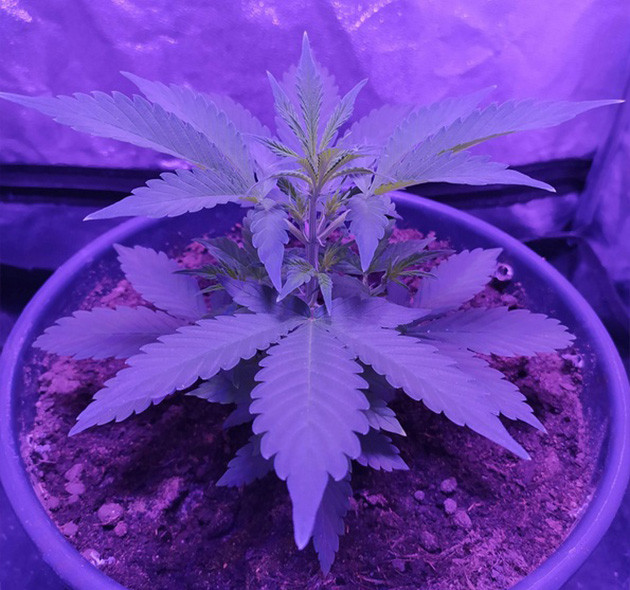 Кустик ростом 19 см