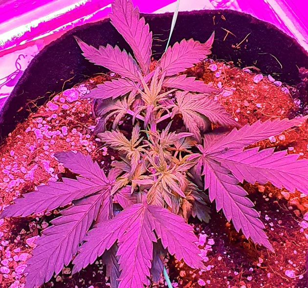 Тренировка методом LST на 3 неделе роста Растягивание боковых ветвей конопли