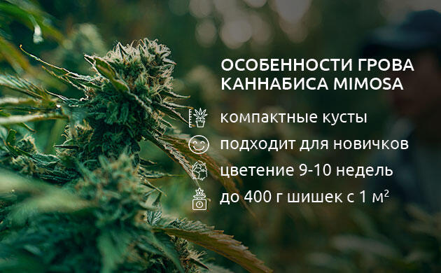 Как выращивать Mimosa Выращивание сорта конопли Mimosa