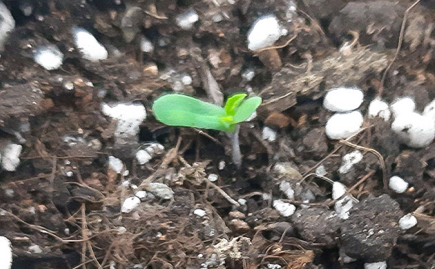 Наблюдение за развитием растения