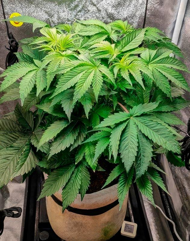 Восстановление конопли после тренировок 4 неделя выращивания сорта 50 Dragons от UKHTA