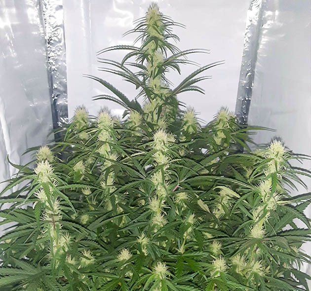 Цветение на 7 неделе выращивания Куст конопли с большой центральной колой
