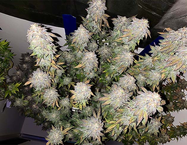 Сказочные кусты перед харвестом Цветение Notorious THC: белые и янтарные трихомы