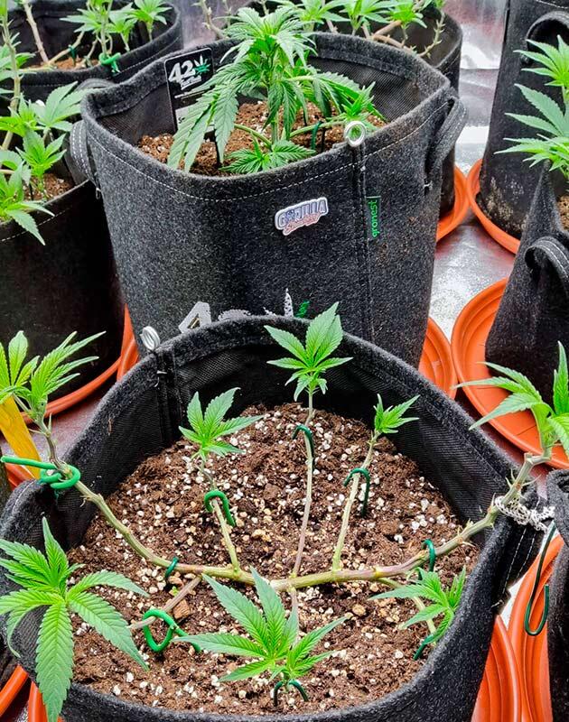 Кусты Biscotti Mintz от Barney's Farm на 9 неделе