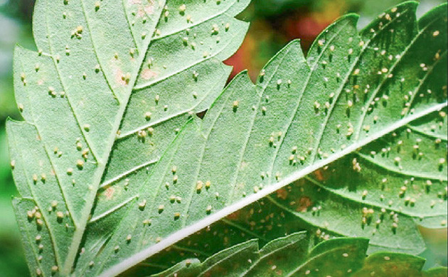 Как избавиться от микроклещей на конопле