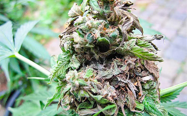 Серая гниль на шишке