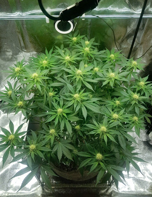 Девятая неделя выращивания Дефолиация листьев конопли