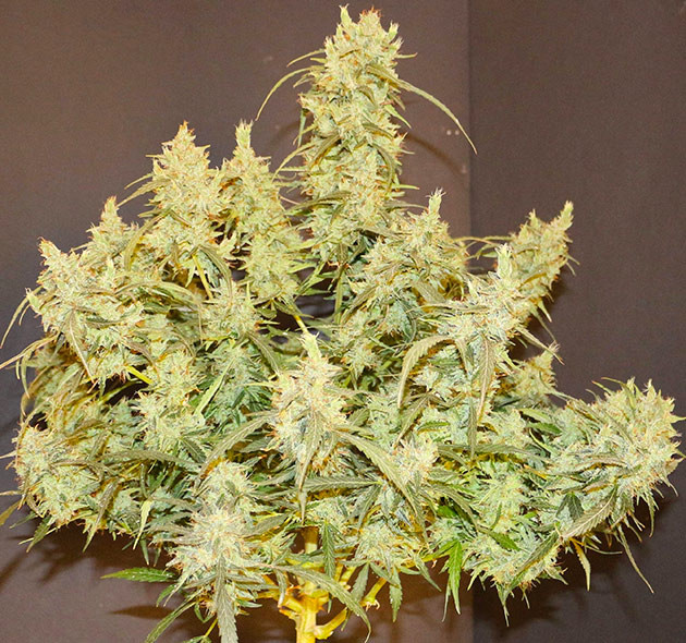 Куст конопли покрытый массивными шишками