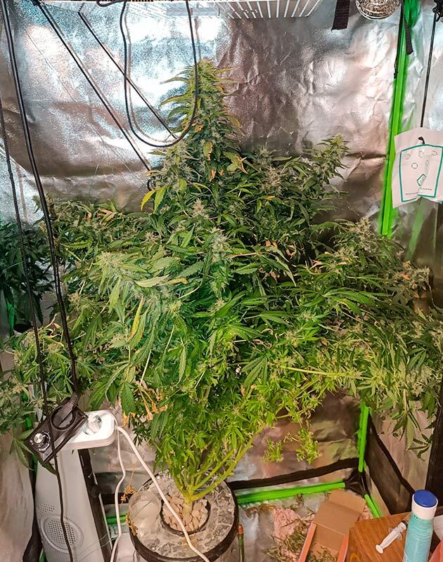 Шишки каннабиса на пике зрелости перед харвестом