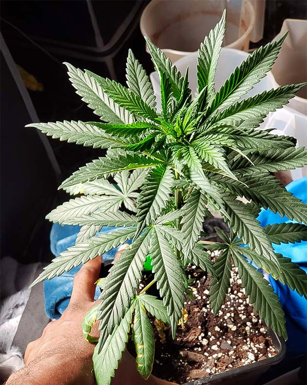 Проращивание семян конопли Runtz Punch