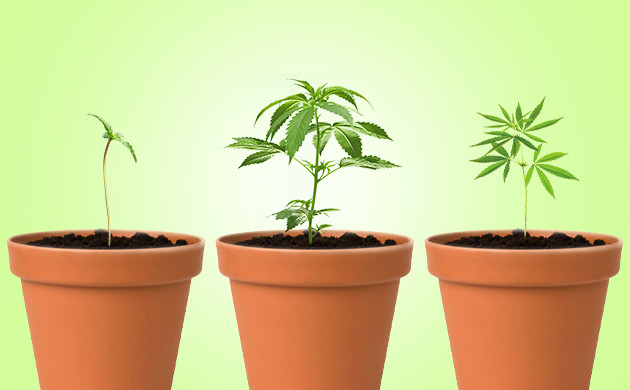 Разница фенотипов Кусты с разными формами листьев