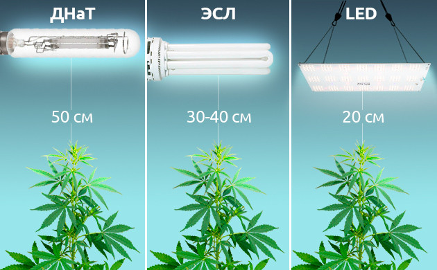 Как правильно поставить светильник для конопли Как правильно расположить свет для конопли