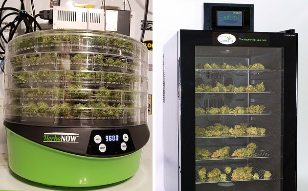 Дегидратор для сушки шишек марихуаны Садовый дегидратор для сушки конопли