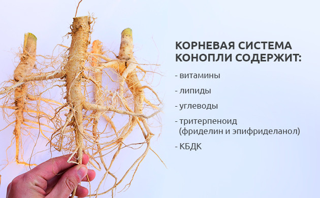 Что содержит корневая система конопли