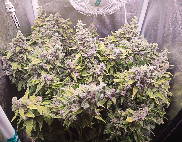 Gorilla Zkittlez: изменение цвета трихом и подготовка к сбору урожая