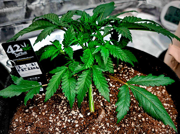 выращивание сорта конопли Gorilla Zkittlez Auto Стимуляция роста куста Gorilla Zkittlez Auto