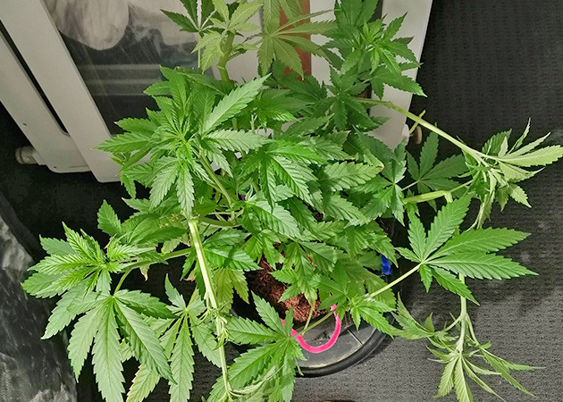 Суперкроппинг на 7 неделе Надломленные колы на кусте