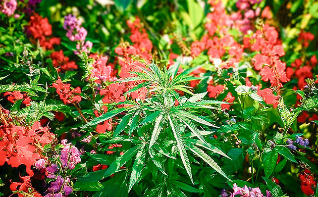 Посадка конопли в окружении садовых цветов