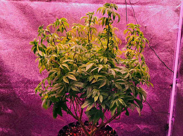 Перевод в стадию цветения Куст RS11 на 8 неделе выращивания