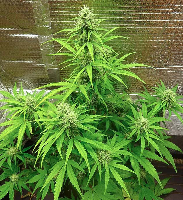 Дефолиация куста Wedding Cake Auto Куст Wedding Cake Auto на цветении