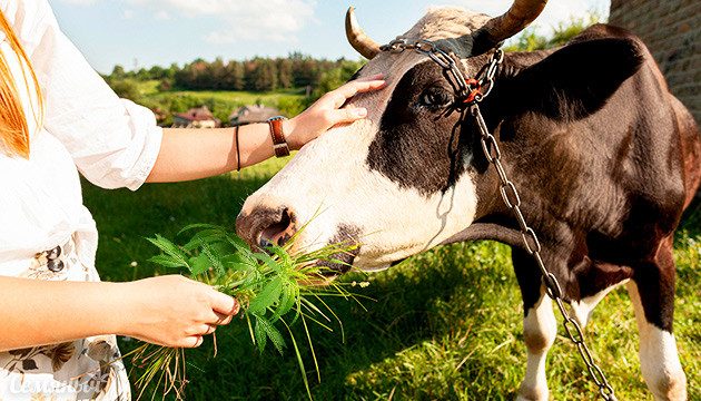 В России будут производить корма из конопли
