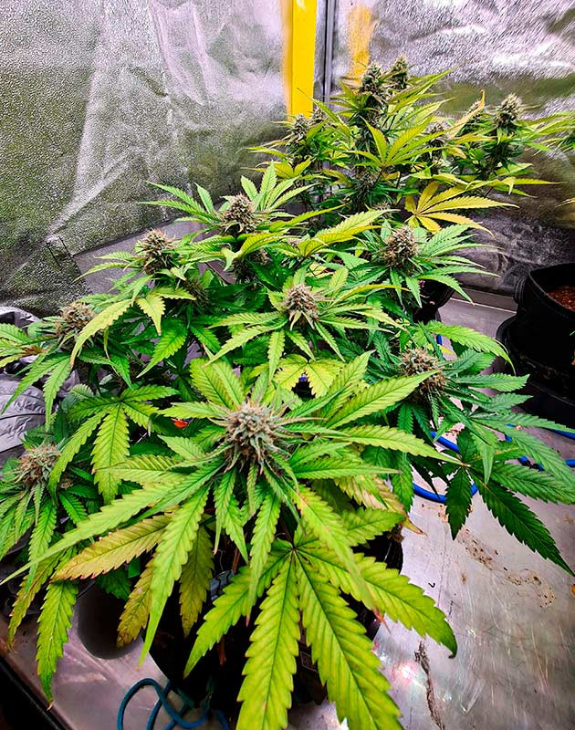 Сорт Cherry Cola Auto fem от FastBuds гроурепорт Сорт Cherry Cola Auto конец цветения