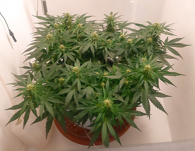 Полив и стрижка растения Gorilla Auto Настройка условий для роста Gorilla Auto