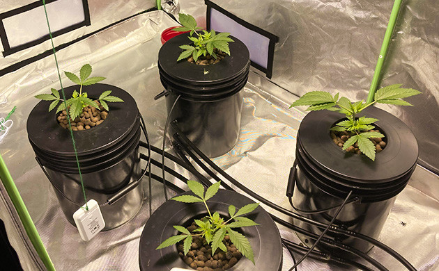 Топпинг конопли и световой ожог Кусты после топпинга